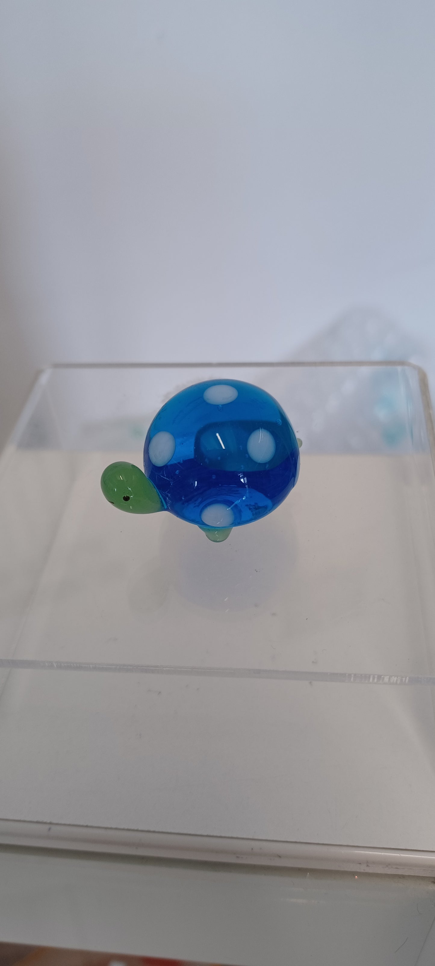 Glass Tortoise