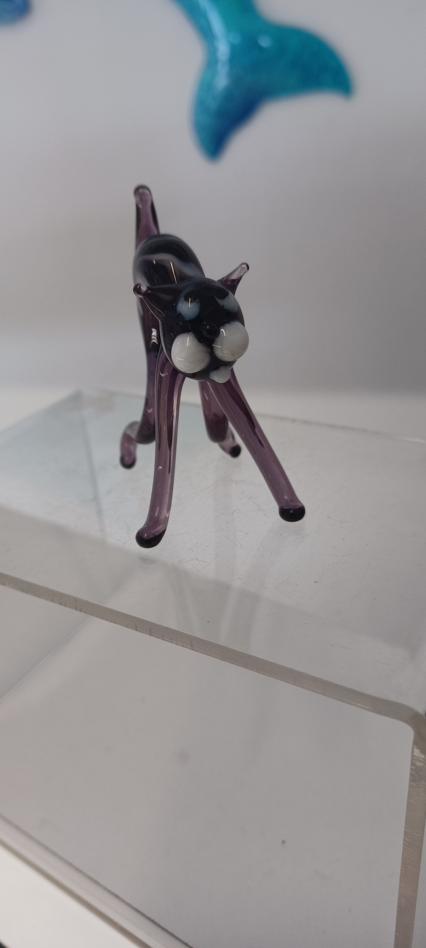 Glass Cat
