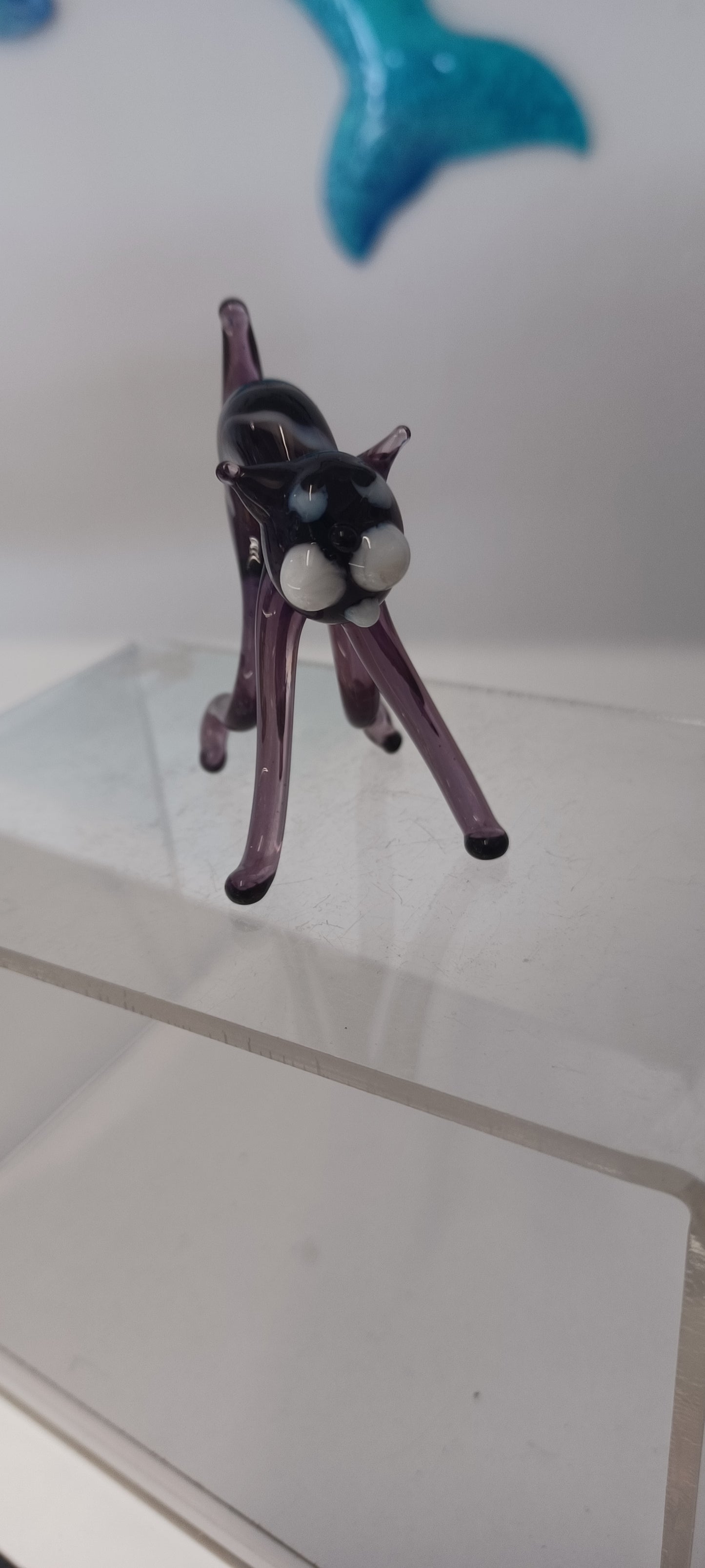 Glass Cat