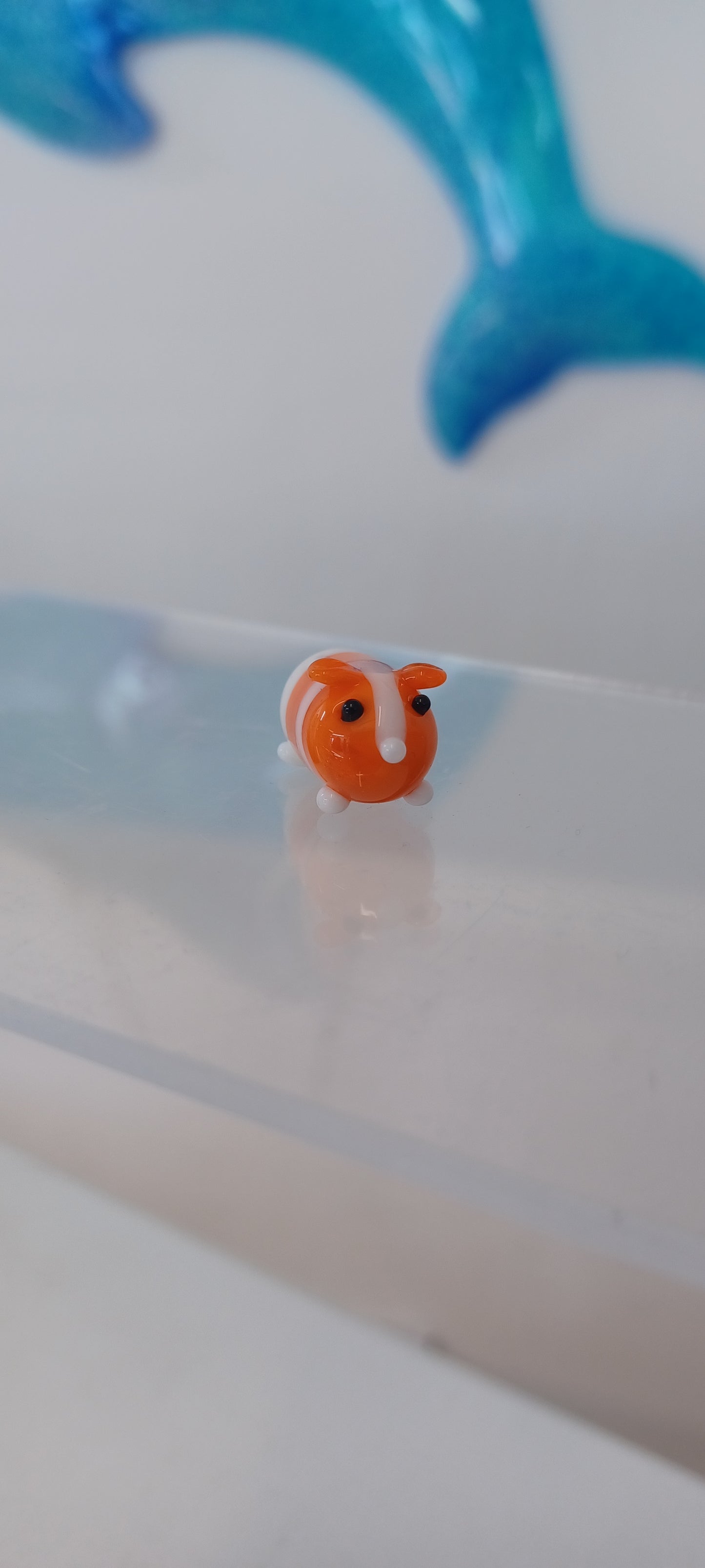 Glass Guinea pig