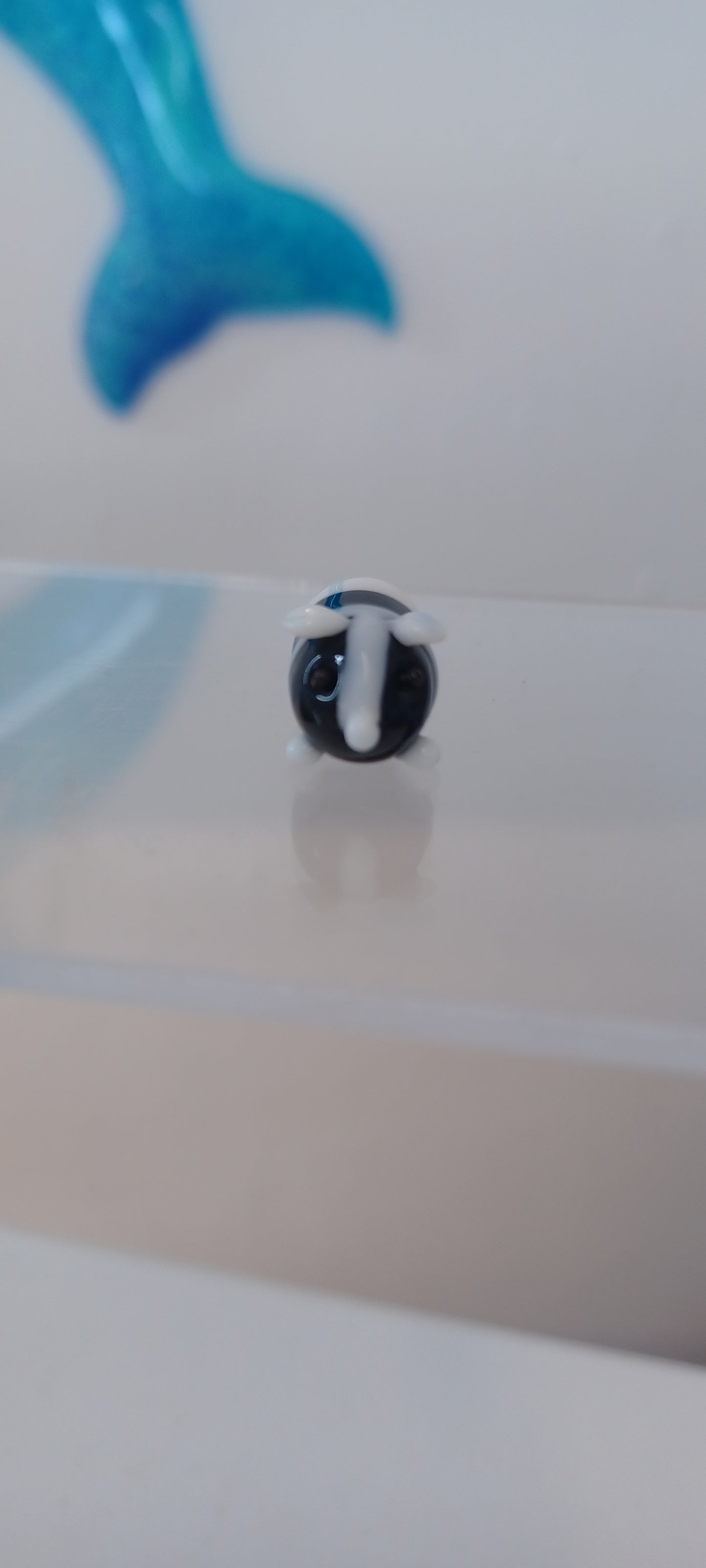 Glass Guinea pig