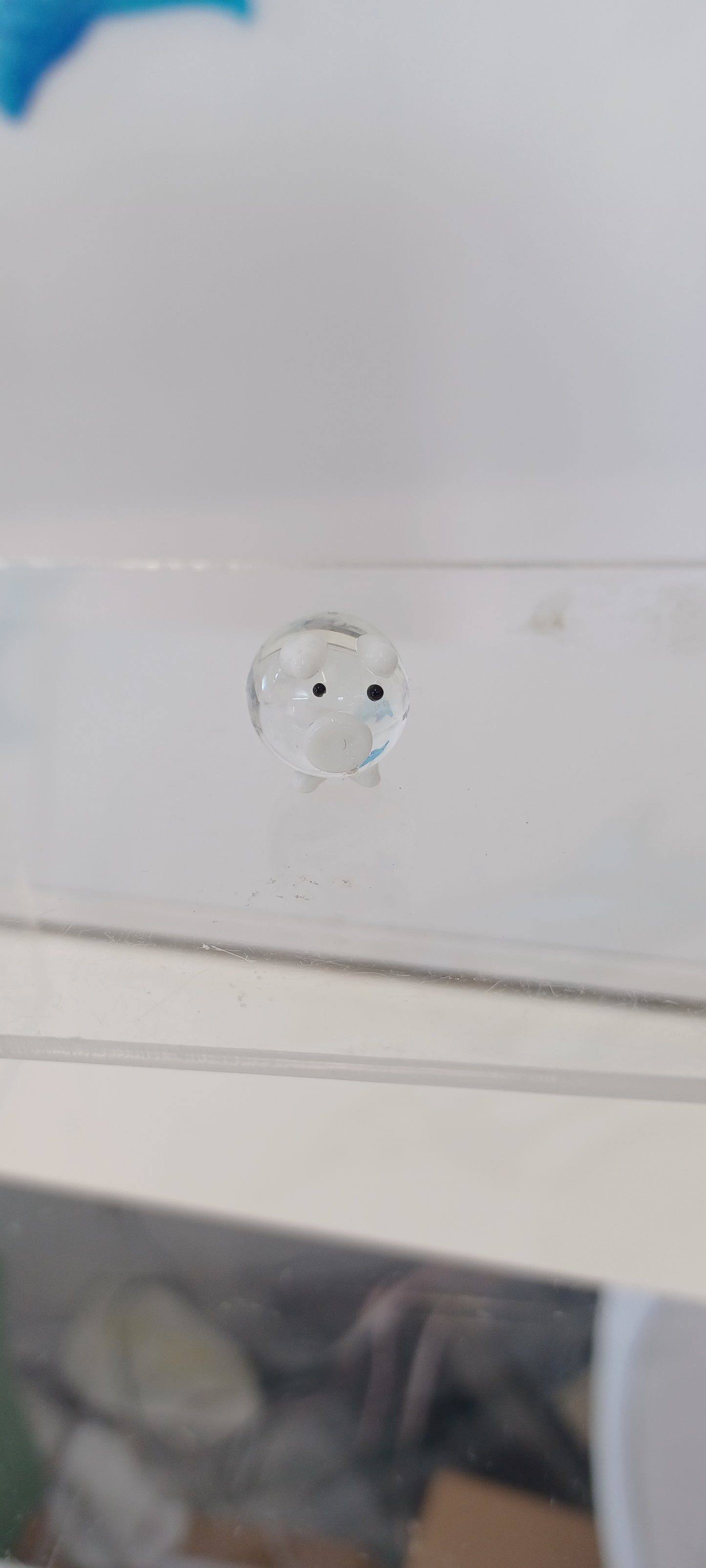 Glass Pig