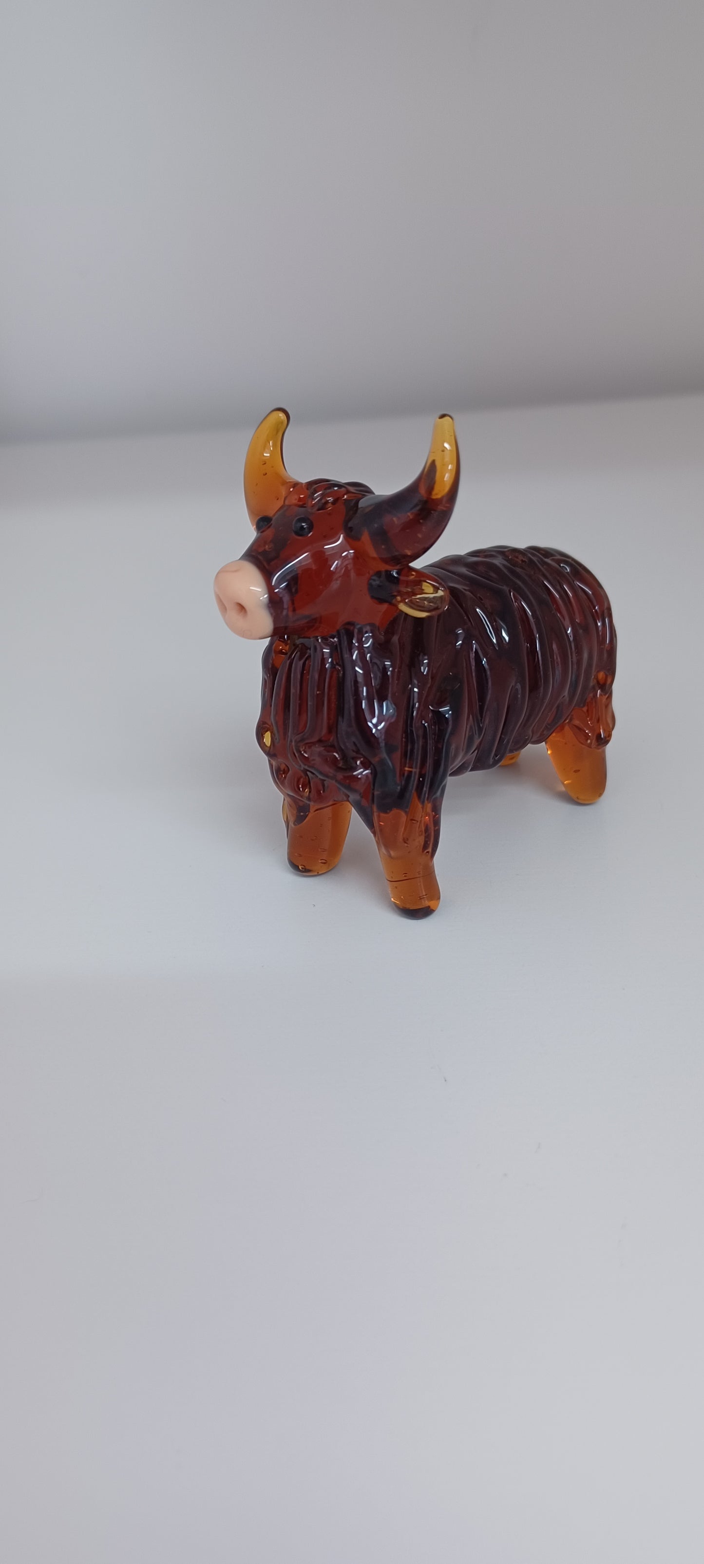 Highland Cow