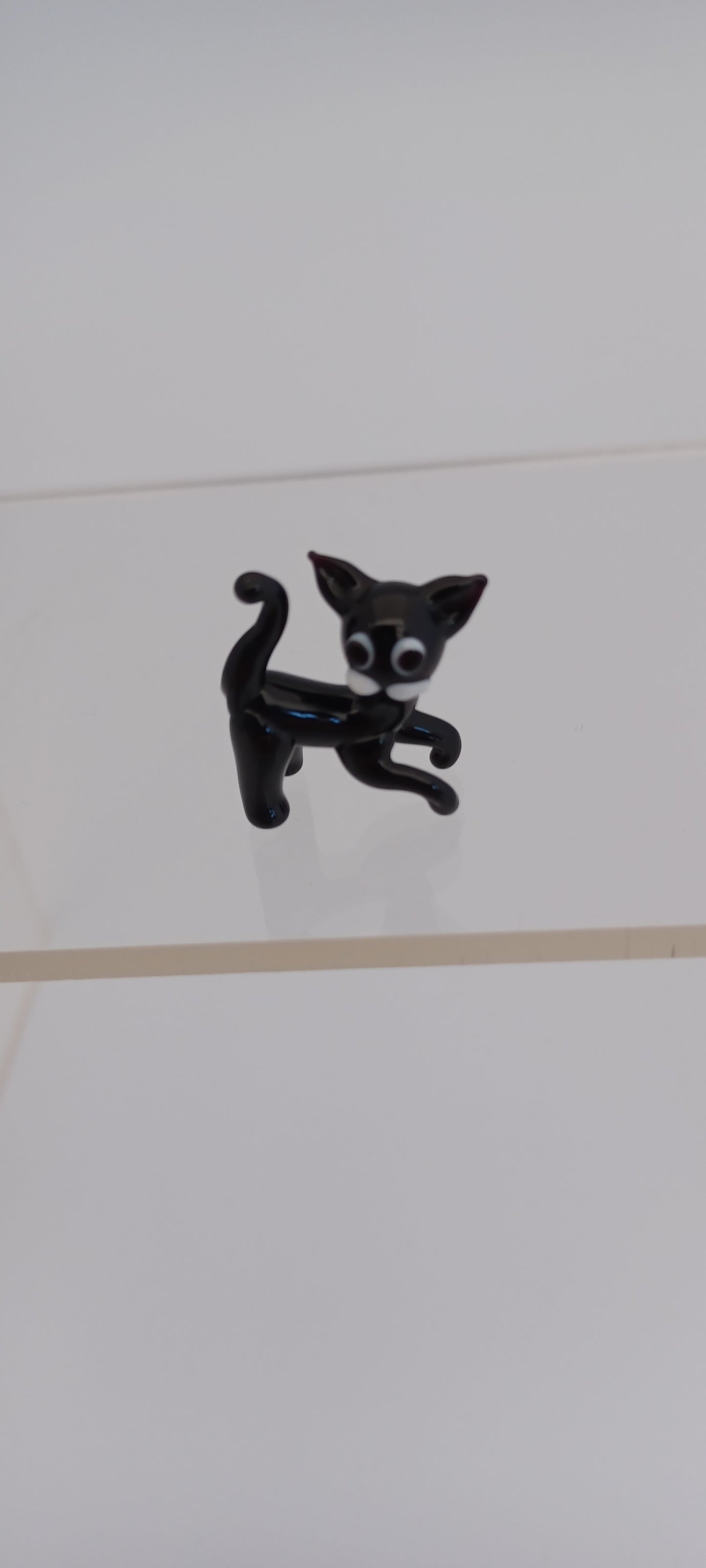 Glass Cat