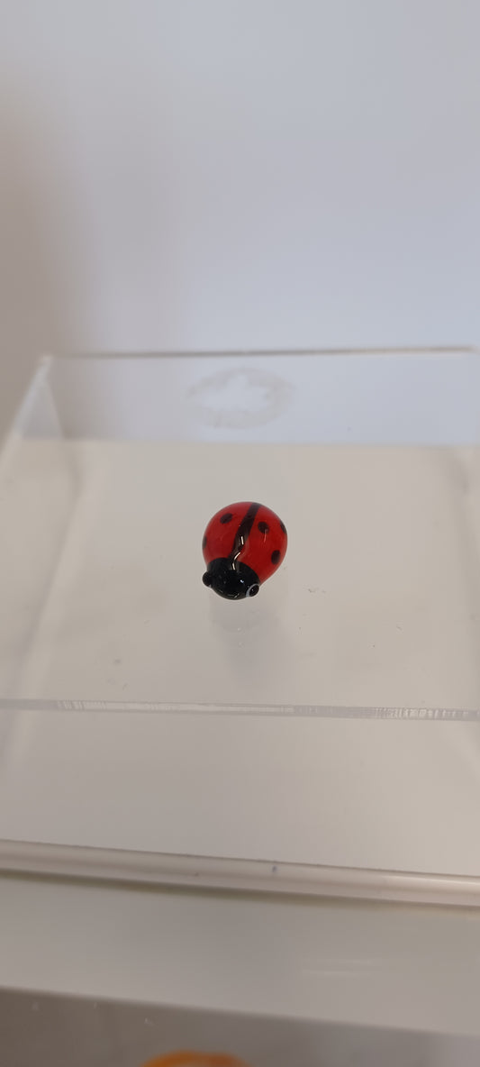 Glass Ladybird