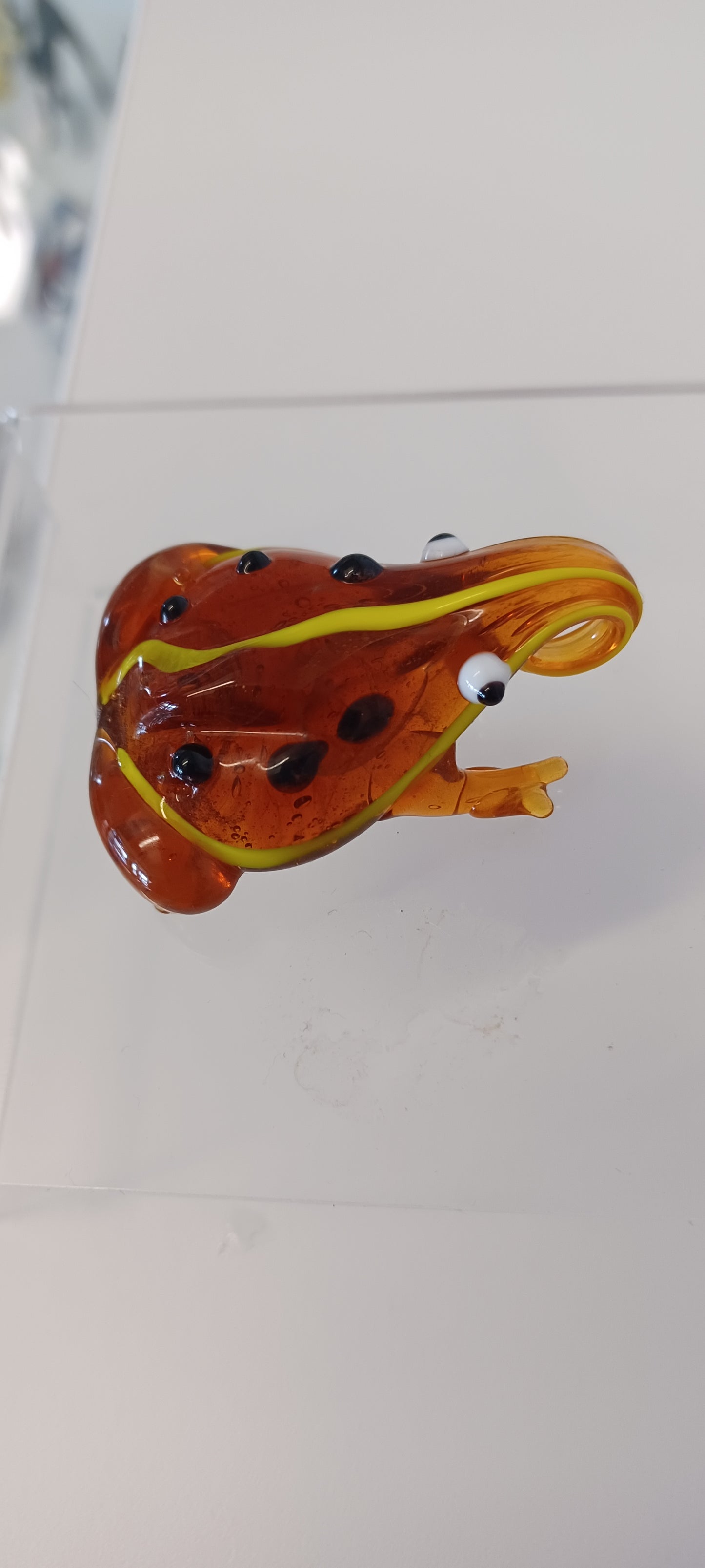 Glass Frog