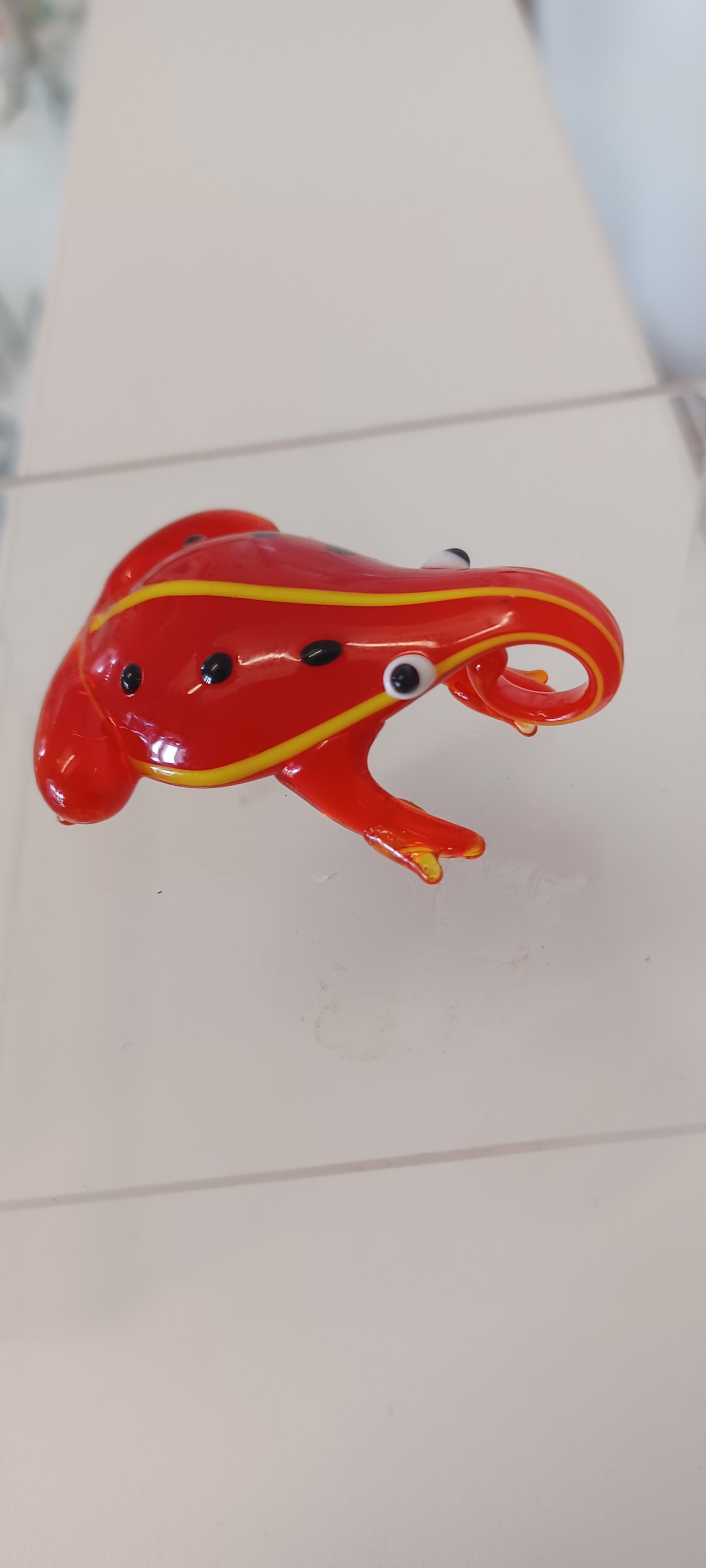 Glass Frog