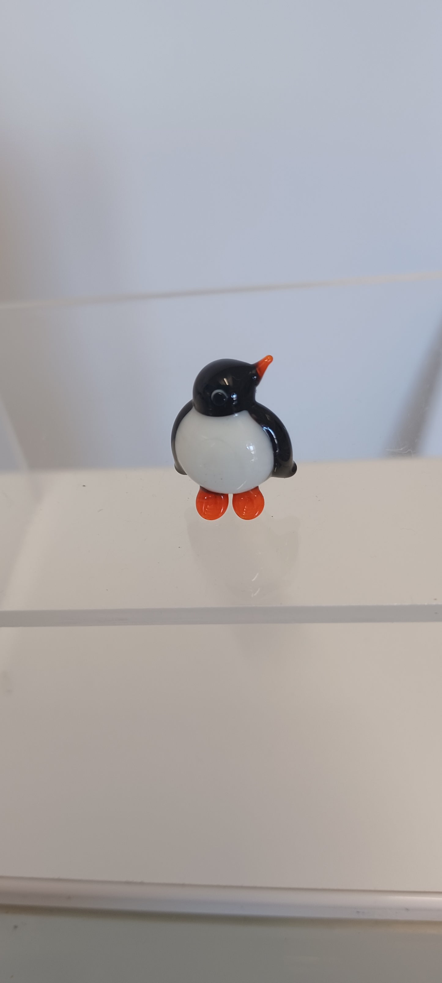 Glass Penguin