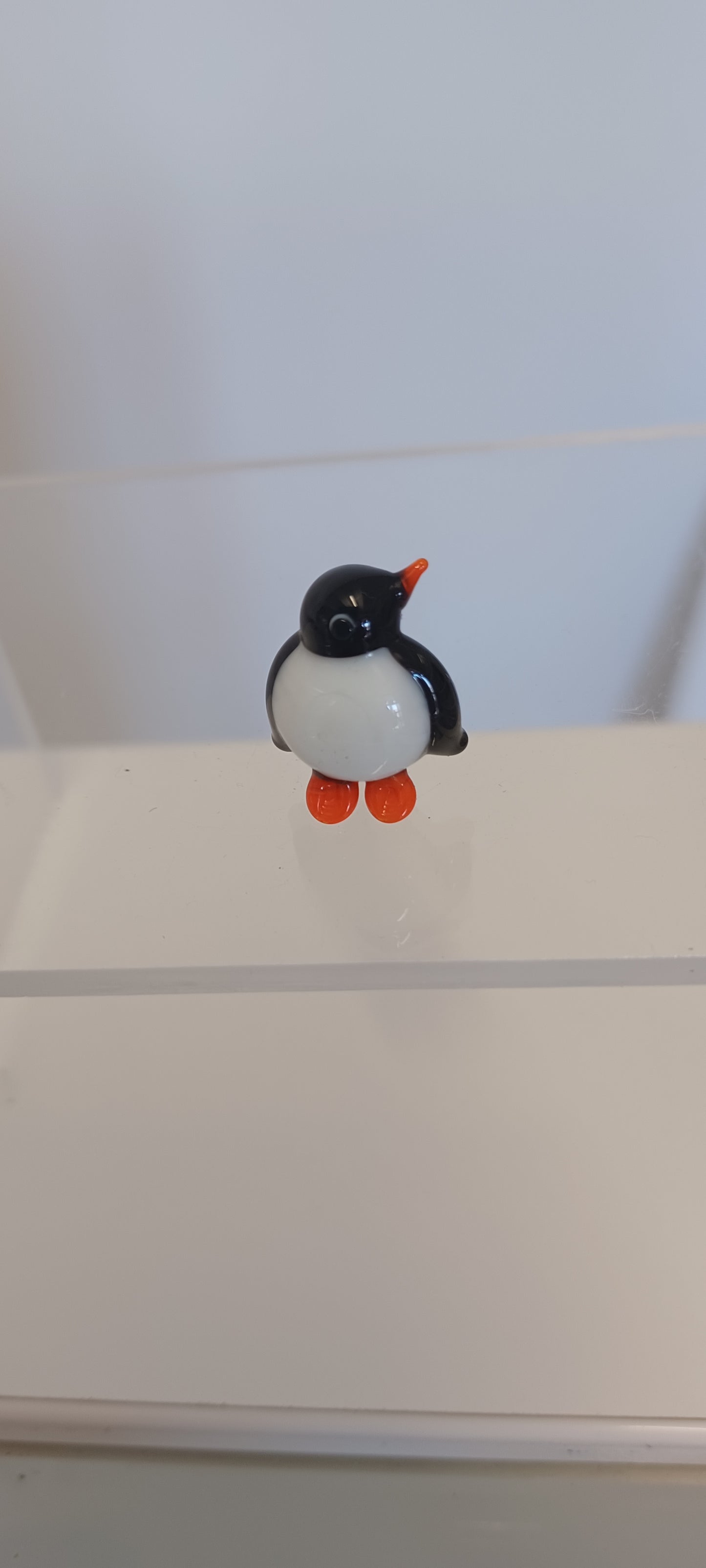 Glass Penguin