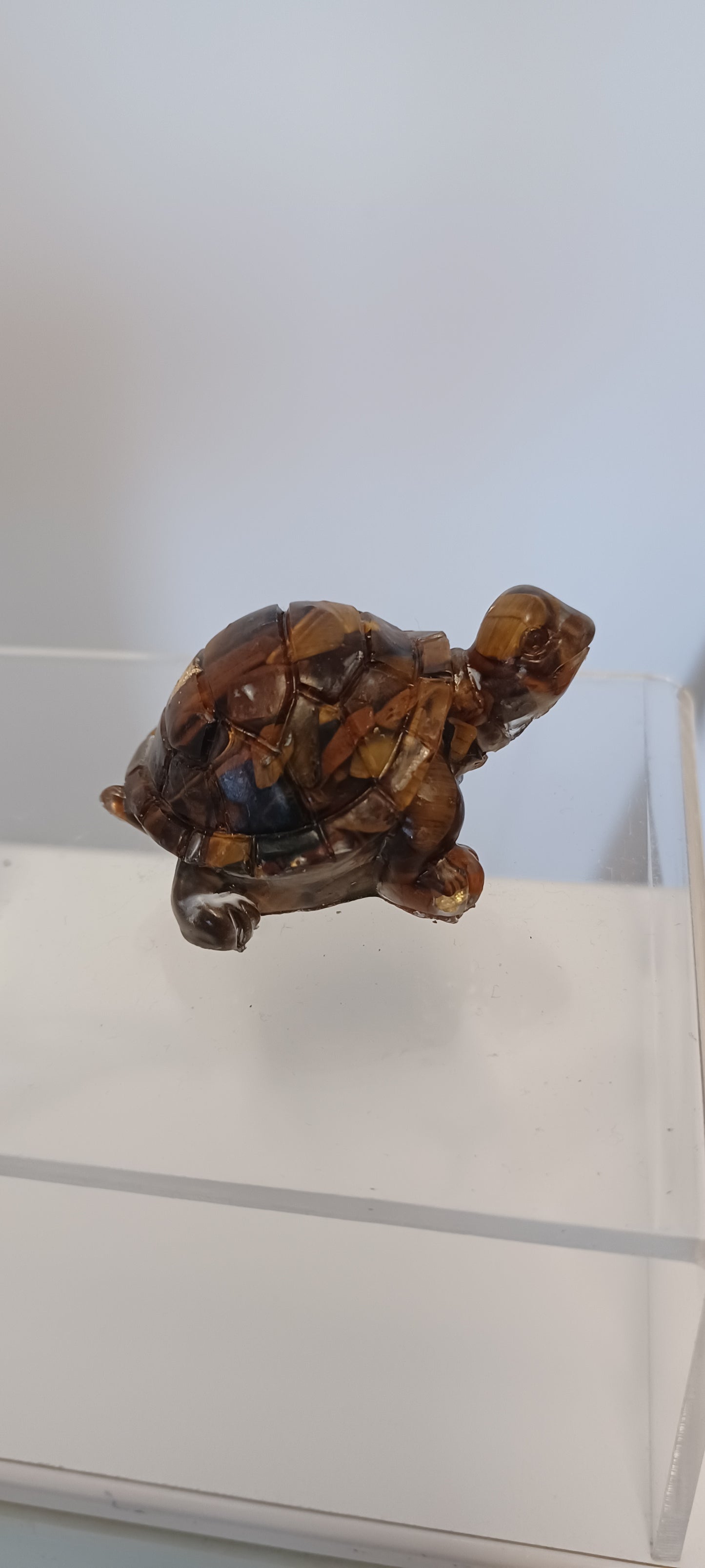 Glass Tortoise