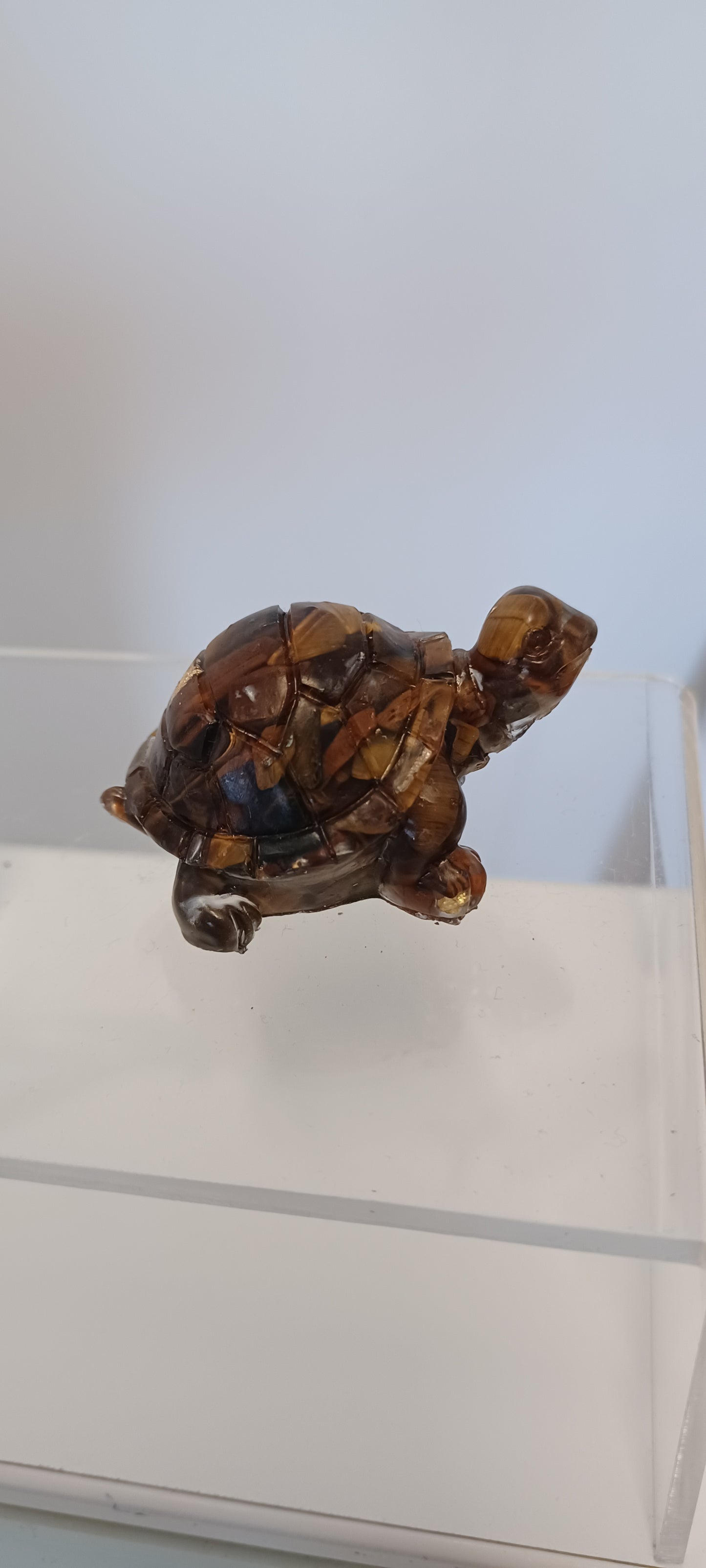 Glass Tortoise