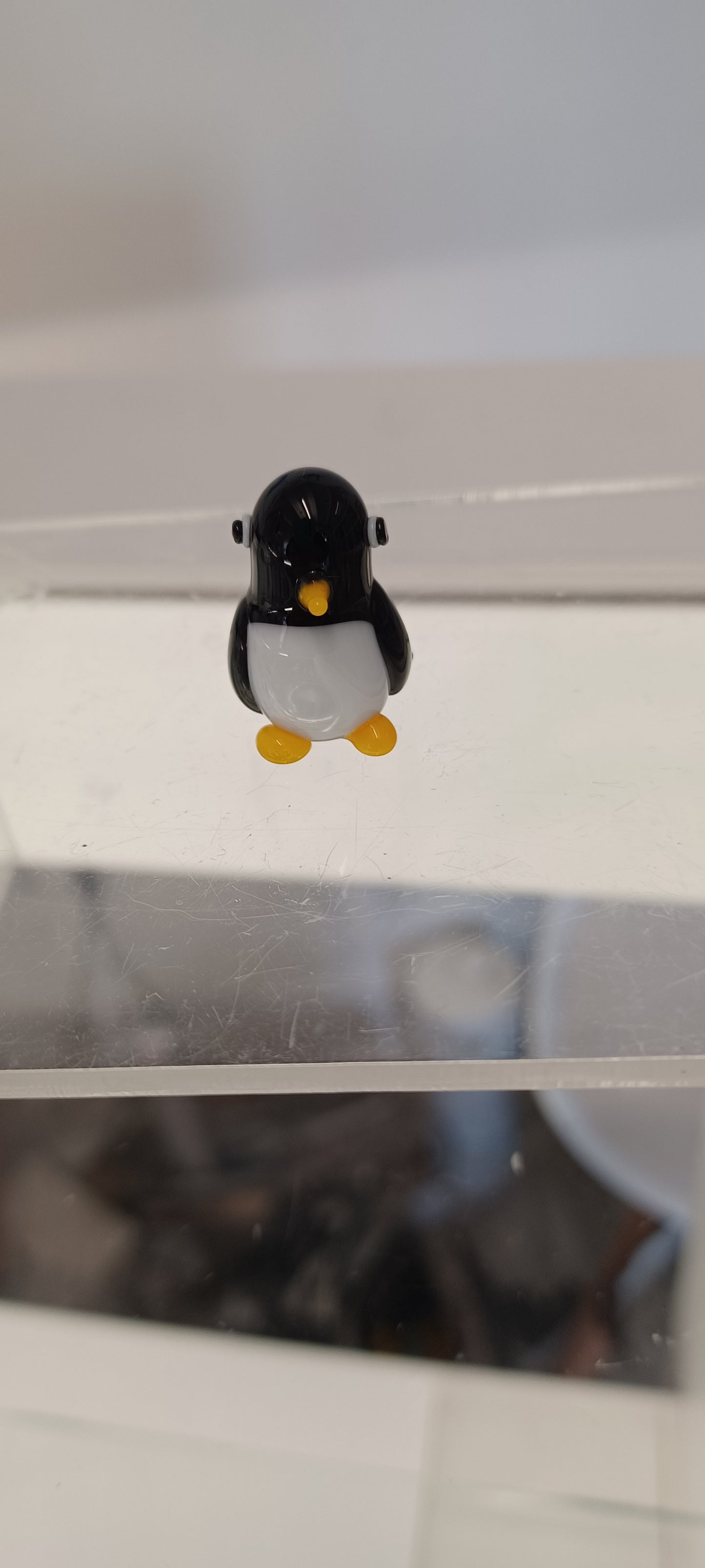 Glass Penguin