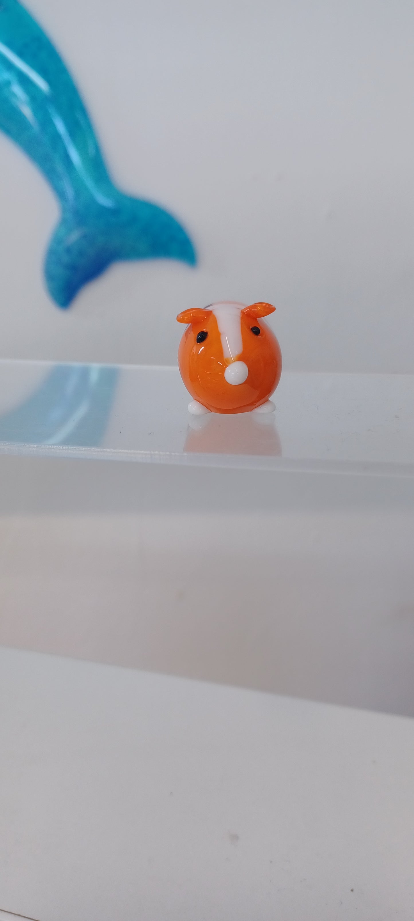 Glass Guinea pig