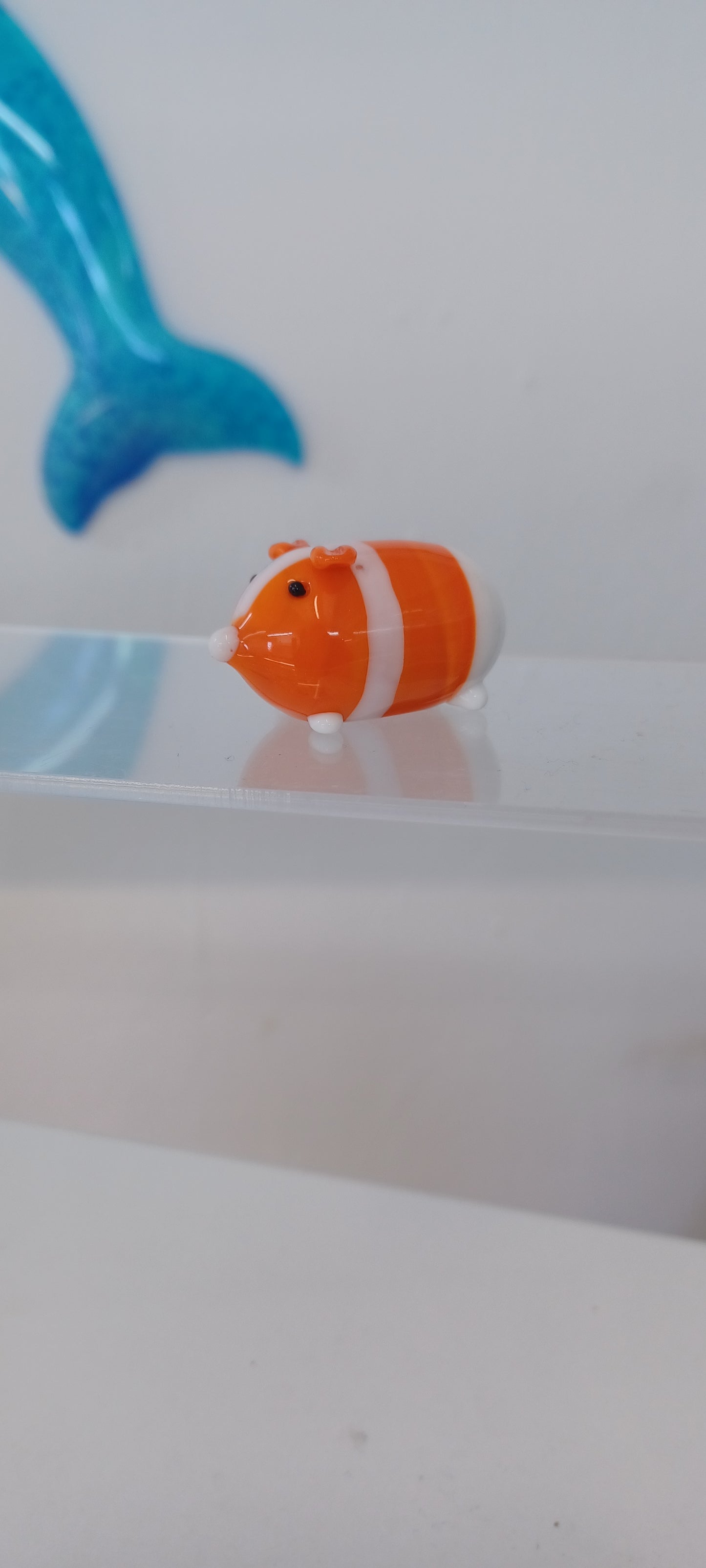 Glass Guinea pig