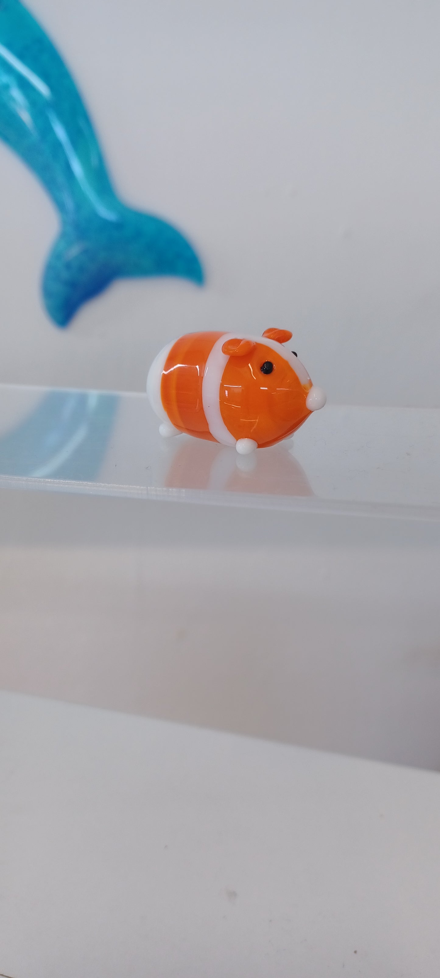 Glass Guinea pig