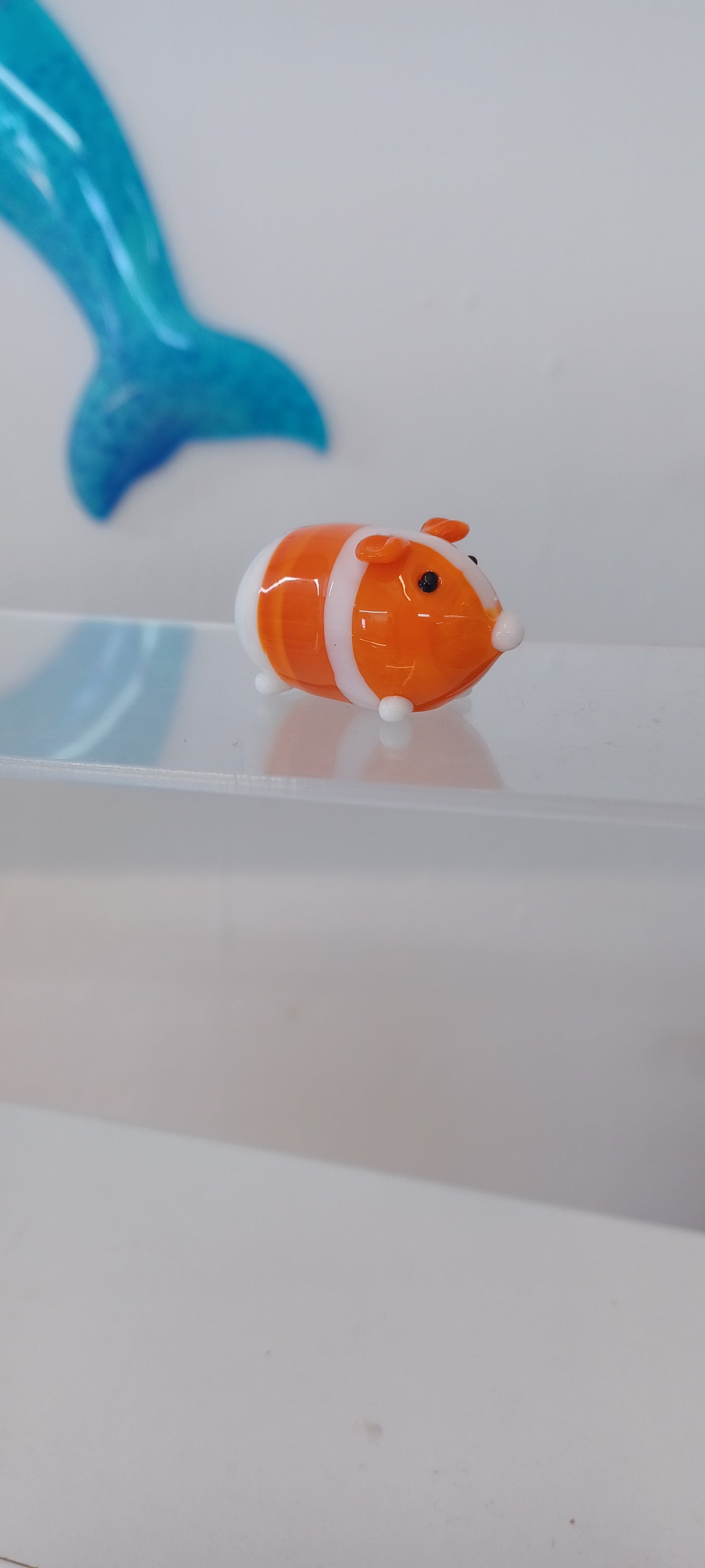 Glass Guinea pig