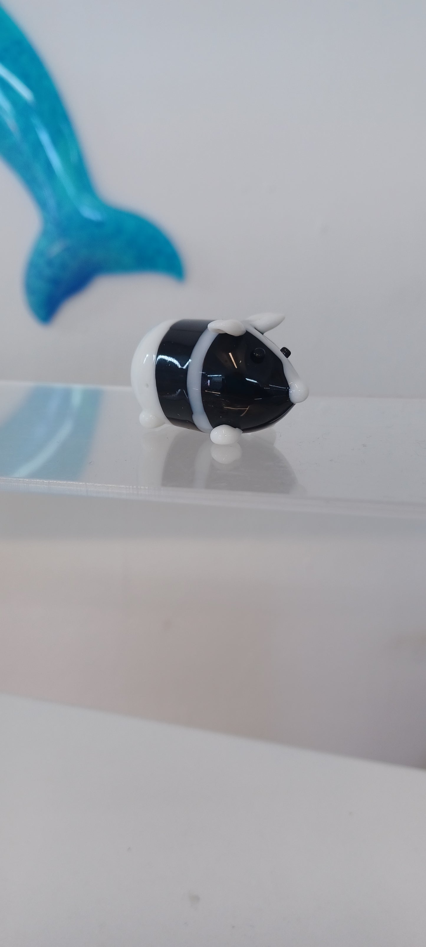 Glass Guinea pig