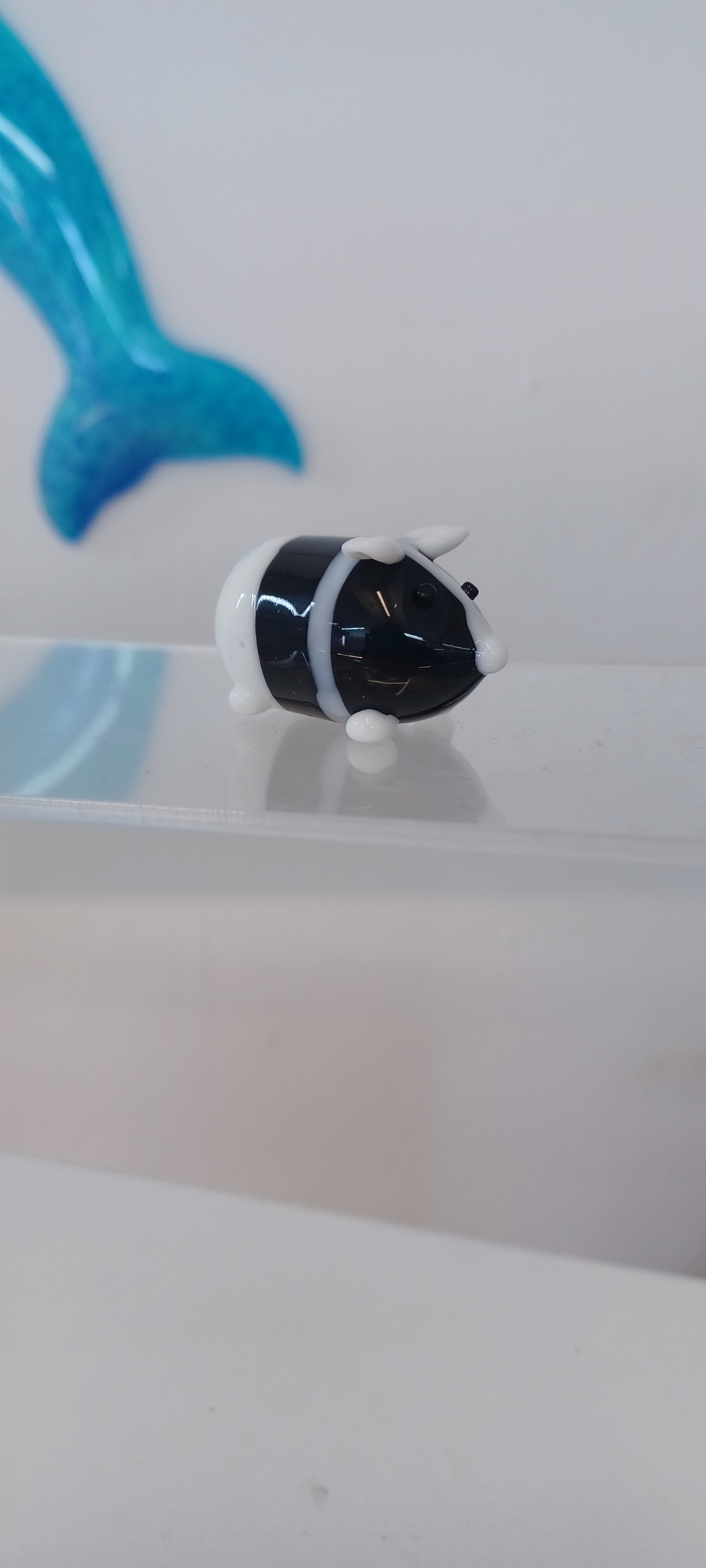 Glass Guinea pig