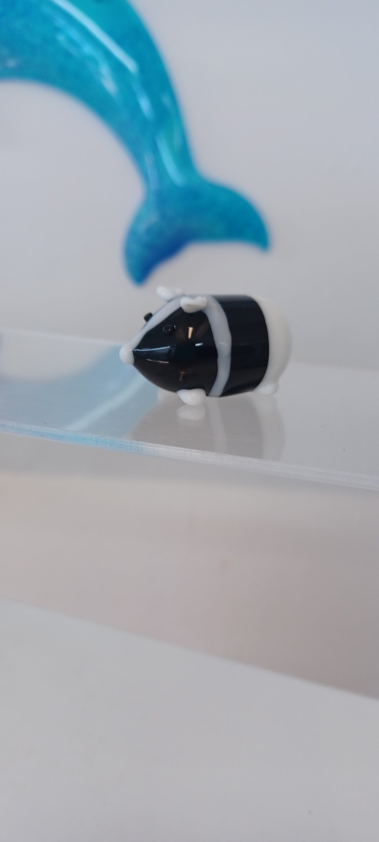Glass Guinea pig