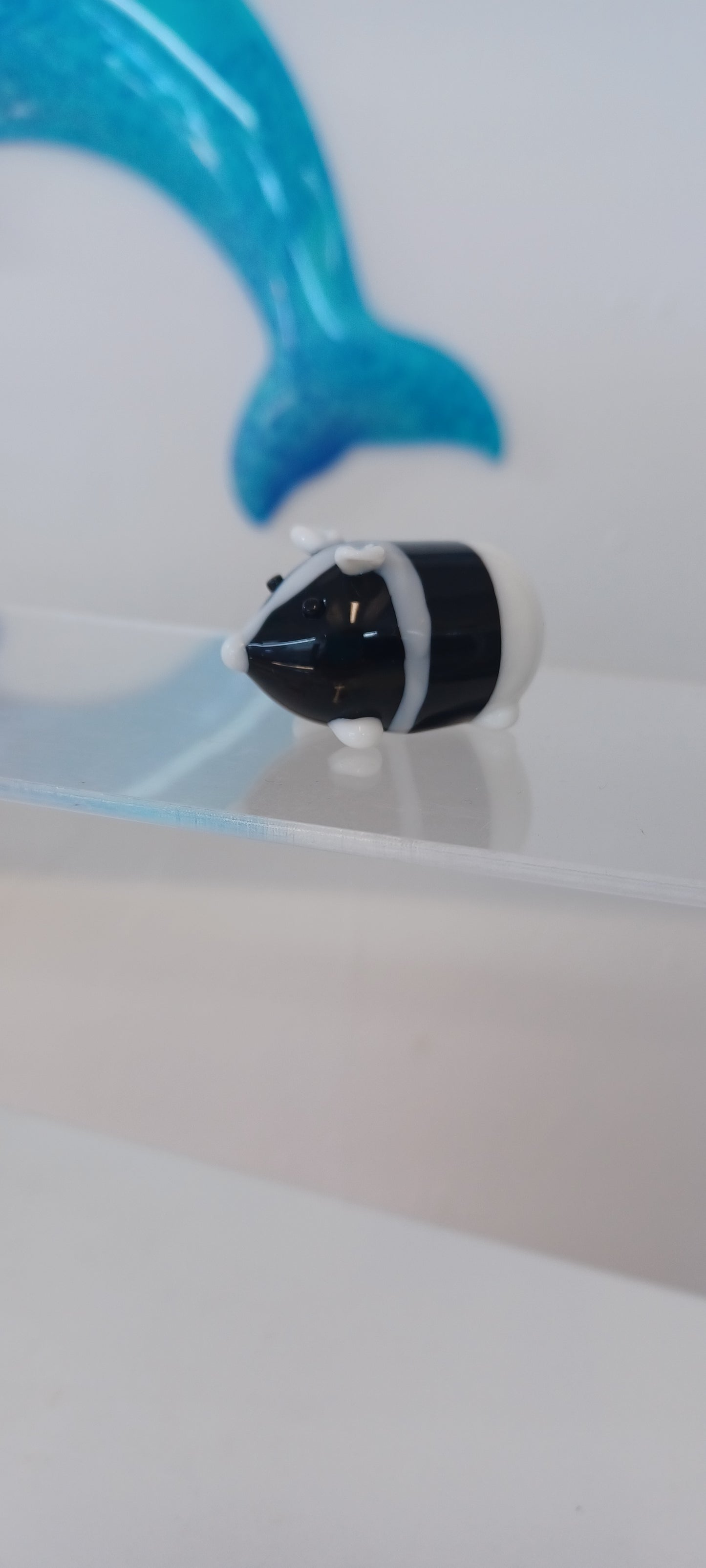 Glass Guinea pig