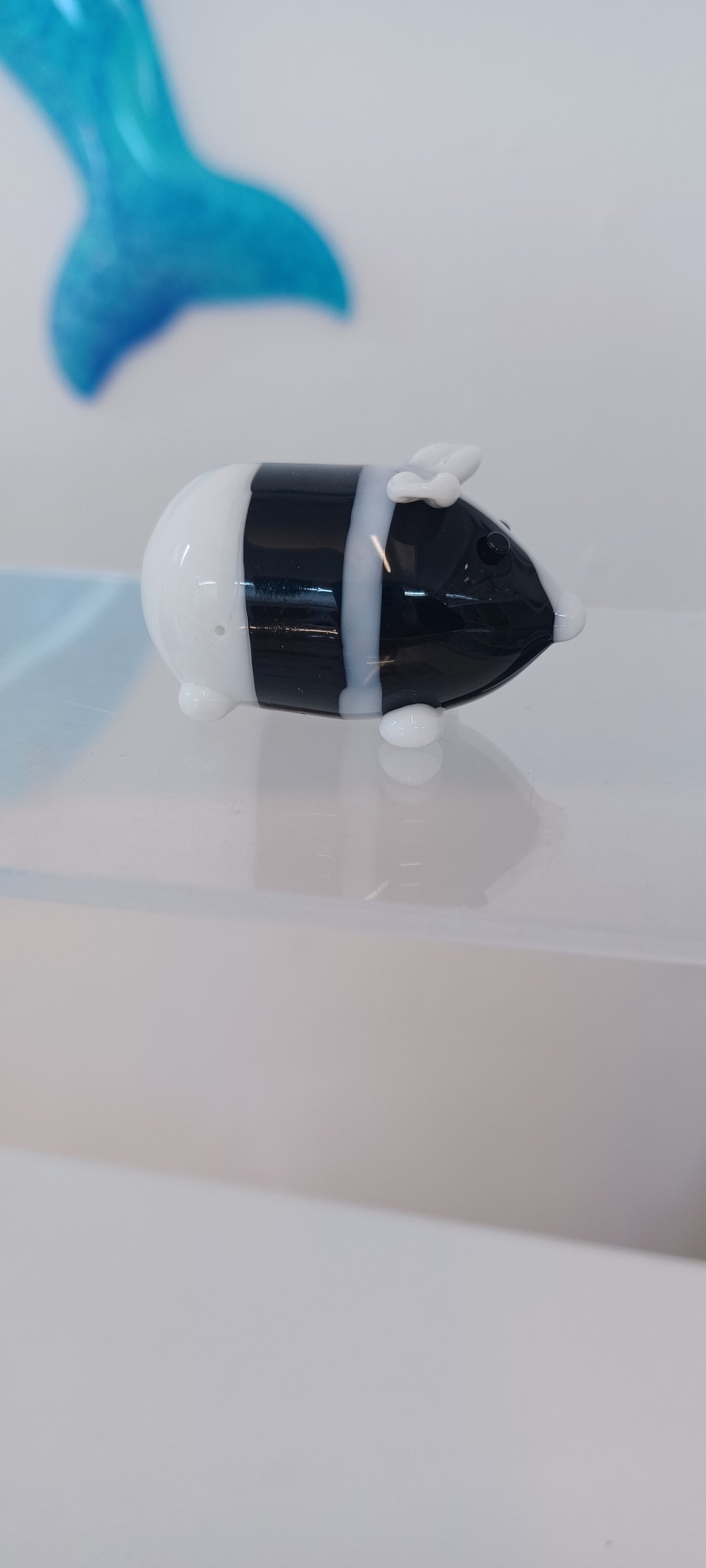 Glass Guinea pig