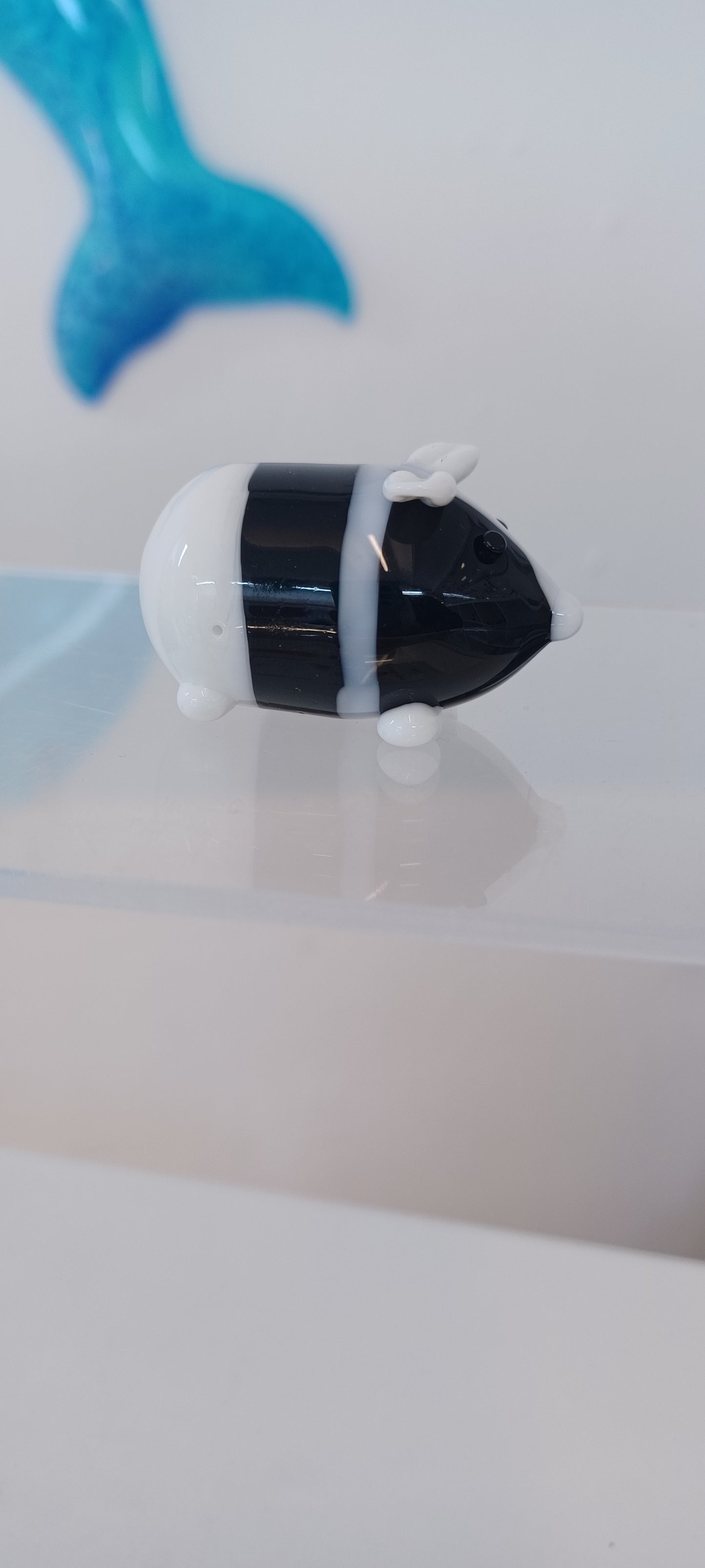 Glass Guinea pig