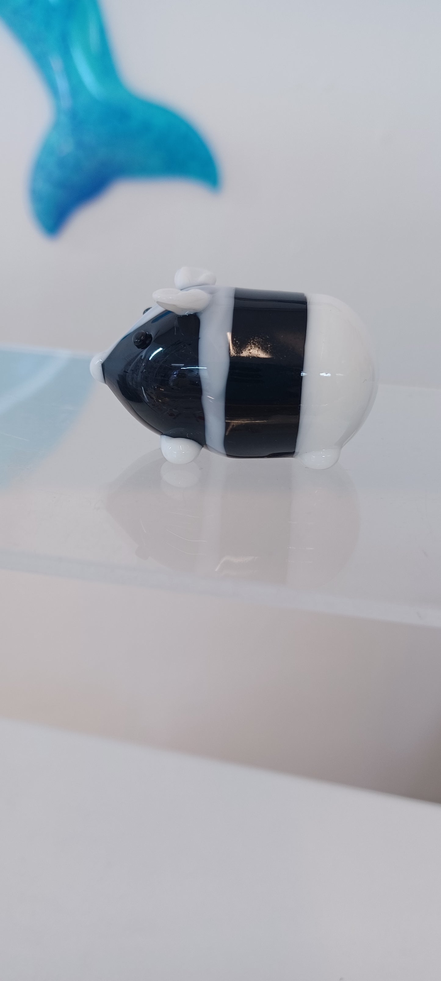 Glass Guinea pig