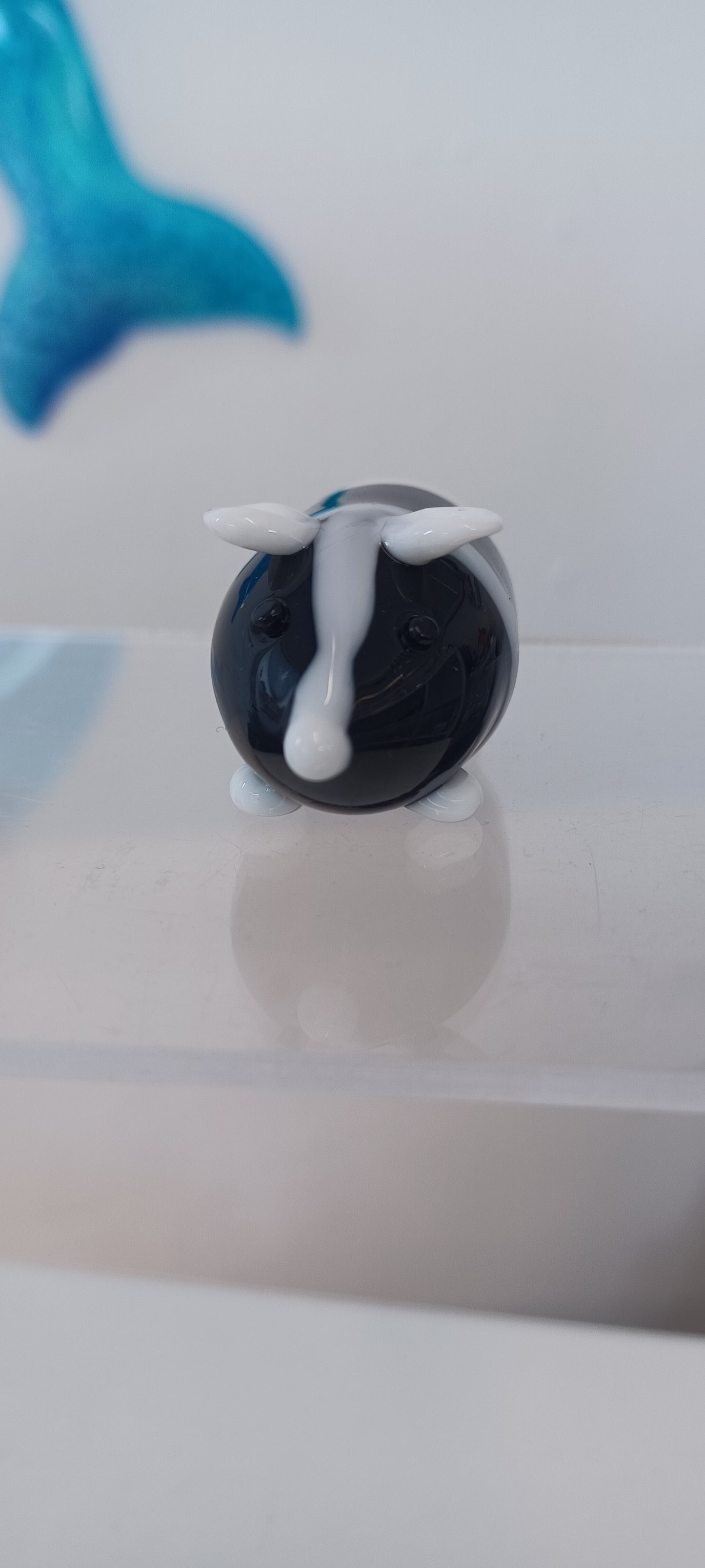 Glass Guinea pig