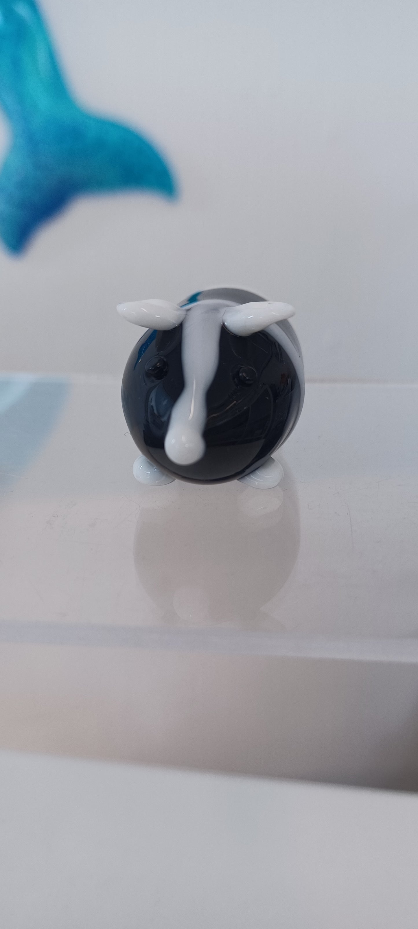 Glass Guinea pig