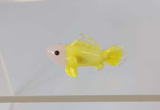 Glass Fish